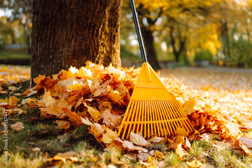 A rake stands upright in a pile of colorful leaves near a large tree in a park. The scene shows the bright colors of autumn foliage and a sunny day.