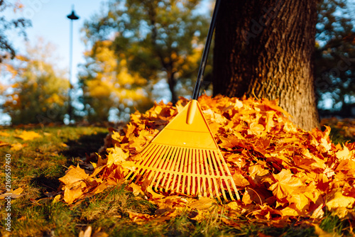 A rake stands upright in a pile of colorful leaves near a large tree in a park. The scene shows the bright colors of autumn foliage and a sunny day.