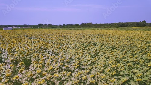 Endless rows of bright yellow sunflowers stretch across a wide agricultural field under a bright daytime sky.