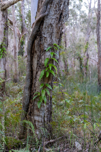 Canvastavla Native green vine growing on paperbark tree in the Melaleuca Wetlands, Coochiemu