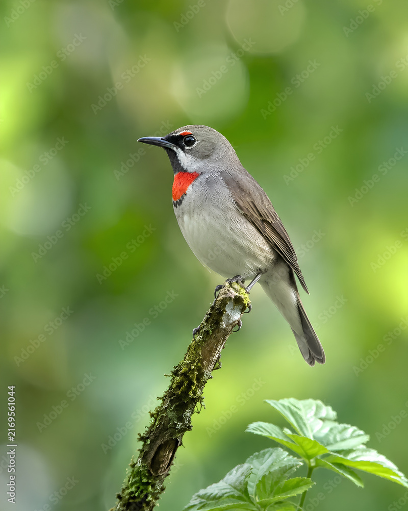 Obraz premium Beautiful and Colorful Songbird Perched on a Tree Branch in a Lush Green Forest