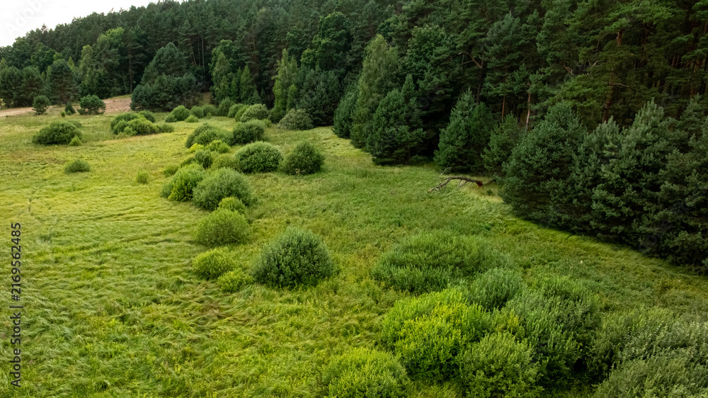 Naklejka premium Aerial perspective over swamps and green forest in summer, Poland.