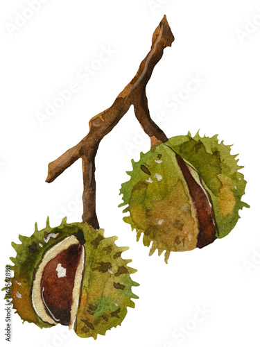 Bild auf Leinwand Hand-painted watercolor illustration of a chestnut branch bearing two ripe chest