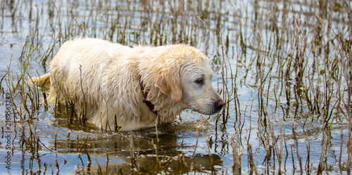Obraz na płótnie A hunting dog stalks prey in a river