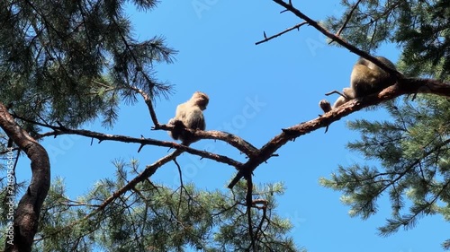 Barbary Macaques relaxing on tree branches in France before a clear blue sky on a sunny summer day.