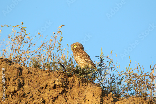 Foto Little Owl (Athene noctua) perched on top of an earthen embankment among dry shrubs under a blue sky