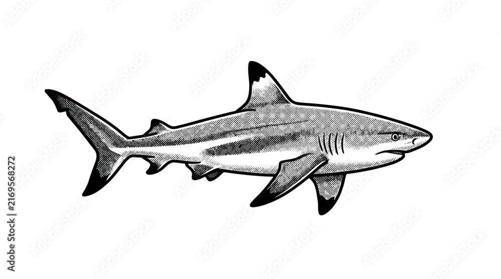 Fototapeta premium Hand-drawn blacktip reef shark side view profile