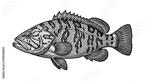 Patterned grouper fish engraving for marine design