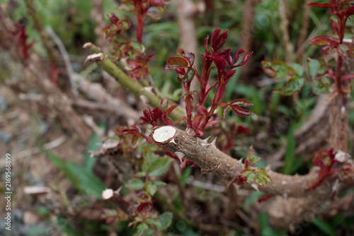 Canvastavla A close-up view of a thorny rose bush in a garden, showing new growth of vibrant
