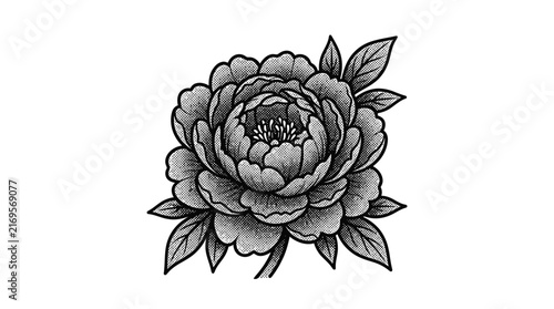 Single peony flower in vintage engraved style.