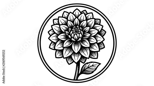 Symmetrical woodcut illustration of a dahlia in circle.