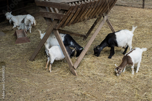 Canvastavla Group of goats and little kids eating hay around wooden feeder on farm for lives