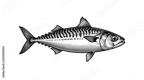 Vintage mackerel fish sketch with striped patterns