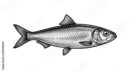 Vintage sardine fish engraving illustration.