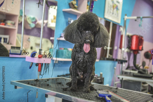 dog in a grooming salon