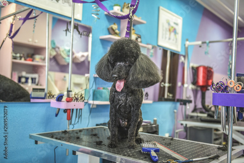 dog in a grooming salon