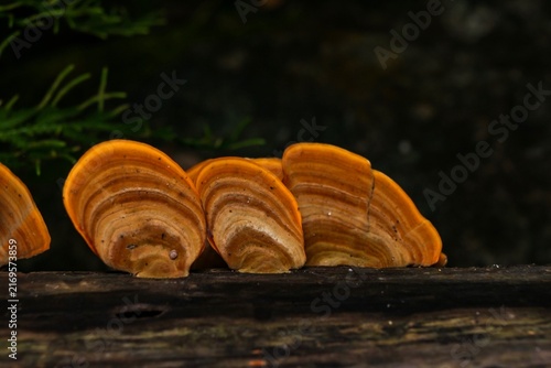 Fotografía Orange bracket fungi growing on decaying log in rainforest.