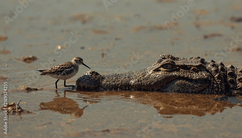 Plover Bird Cleaning Parasites From Nile Crocodile in African Wetland