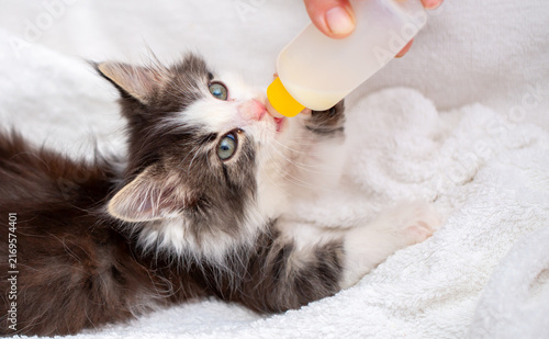 An adorable kitten drinks milk from a bottle while lying in a soft white pet bed. This sweet rescue kitten, being bottle-fed, symbolizes animal care, fostering, pet adoption, and veterinary care.
