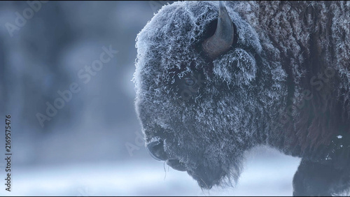 фотографія American Bison bull covered in frost, close-up portrait in Yellowstone winter