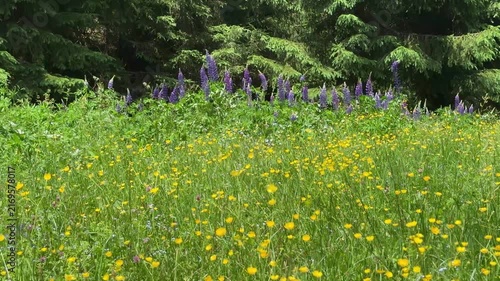 Vibrant Summer Meadow with Yellow and Purple Wildflowers Blooming by a Lush Green Forest in Koenigsleiten, Austria