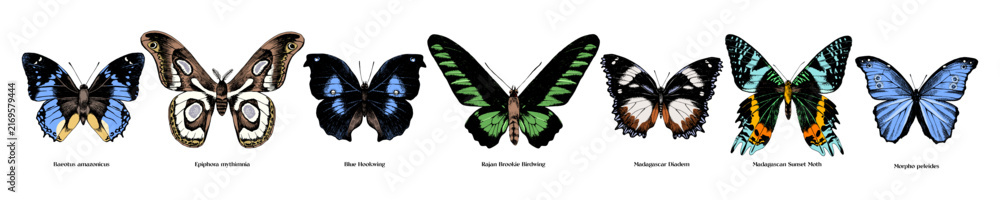 Obraz premium Colorful hand drawn butterflies collection