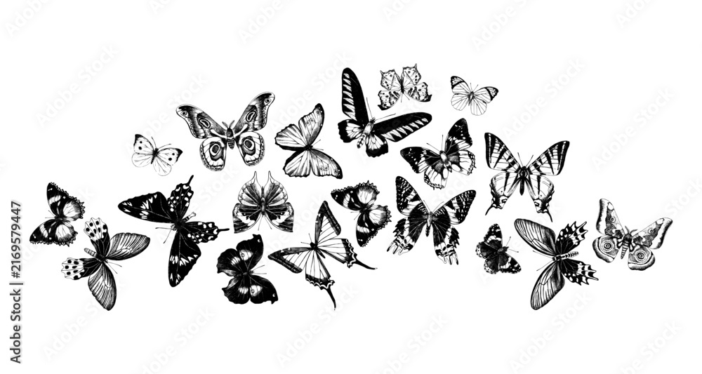 Fototapeta premium Flying hand drawn butterflies vector
