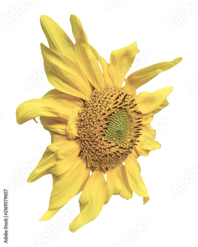 Sunflower flower in bloom isolated on a transparent background