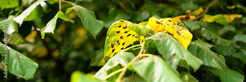 Yellow leaf with dark spots of disease amid green summer foliage