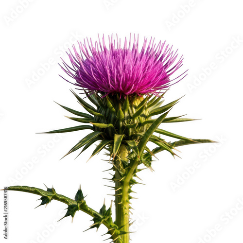 Spiky purple thistle flower with green thorny stem isolated on transparent background