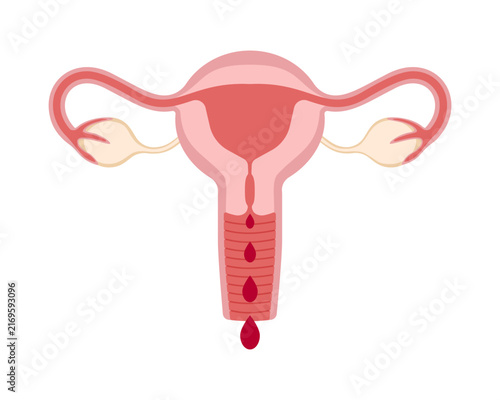 A simplified diagram of the female reproductive organs, depicting the uterus, fallopian tubes, and ovaries with blood flow indicating menstruation