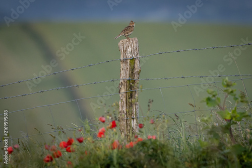 A skylark on a fence post in the South Downs