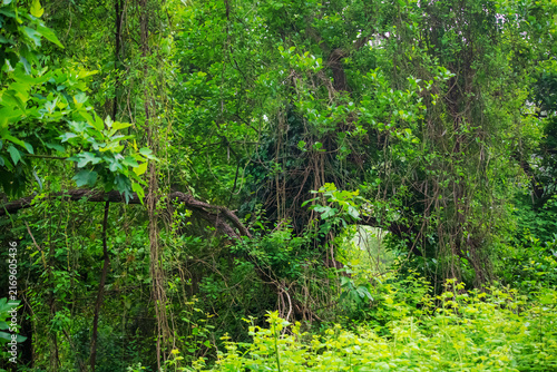Фотография Unique subtropical relict liana Samur forest. Dagestan, Russia.