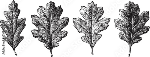 vintage oak leaves engraving detailed black and white botanical illustration of four oak leaf variations