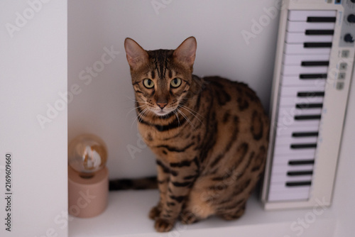 Spotted Bengal cat sits on white shelf and looks directly forward