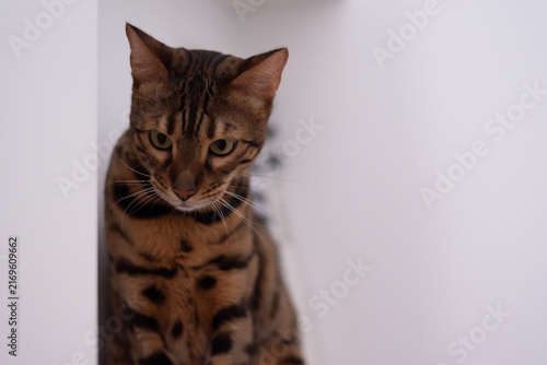 Close-up shot of Bengal cat looking downward against plain white background