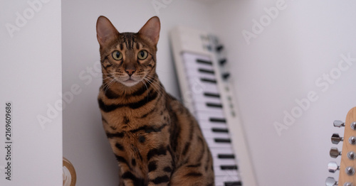 Bengal cat sits indoors next to MIDI keyboard, looking directly at the camera