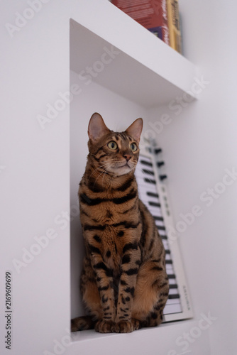 Bengal cat sitting upright inside white recessed wall shelf