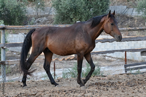 Foto Beautiful dark brown horse standing in a riding arena paddock.
