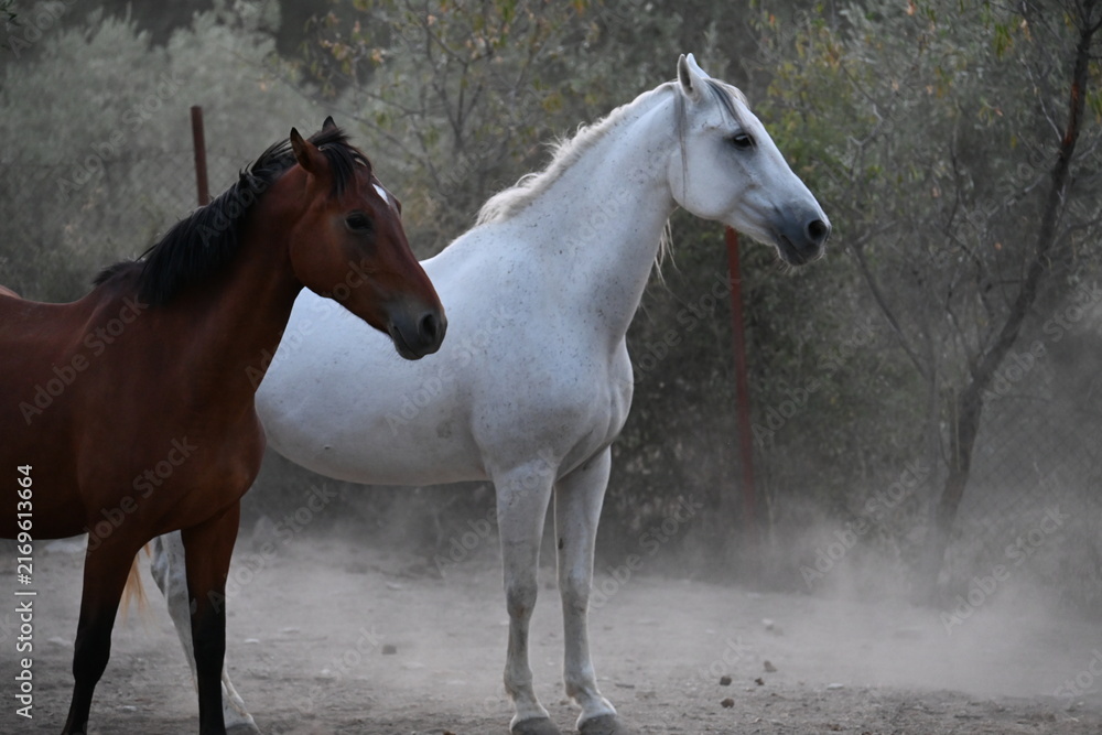 Obraz premium Beautiful brown and white horses standing together in a riding arena paddock.