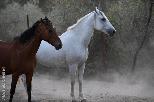 Foto Beautiful brown and white horses standing together in a riding arena paddock