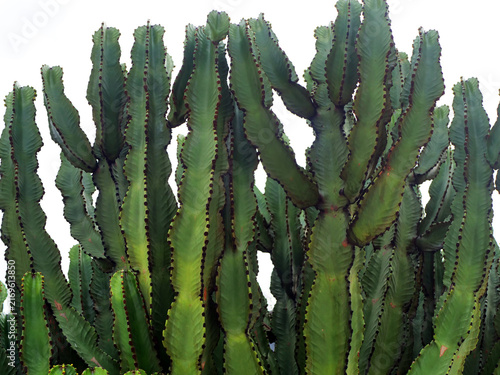 Curved corrugated branches of candelabra tree Euphorbia ingens plant under pale white sky. succulent garden design catalog, botanical textile print or plant biology presentation