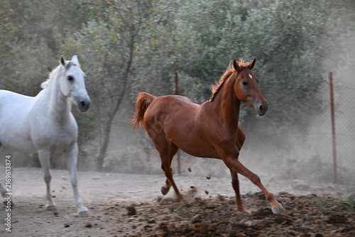 Photography Beautiful brown and white horses running fast in a riding arena, kicking up dust