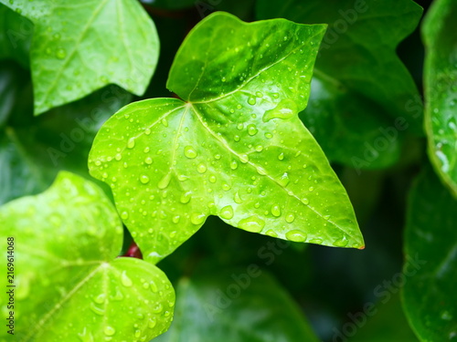 Water droplets are visible on green ivy leaves in a garden. The photo captures the leaves closely, highlighting their shiny surfaces and rich green color after rainfall