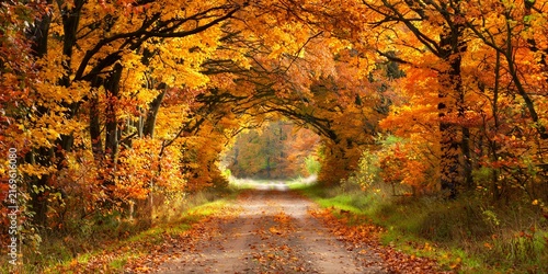 Country Road Through Tunnel of Golden Autumn Trees