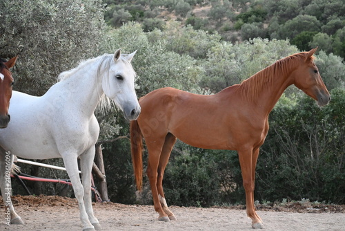 Cuadro en lienzo Beautiful brown and white horses standing together in a riding arena paddock