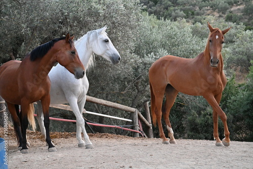 Fotografía Beautiful brown and white horses standing together in a riding arena paddock