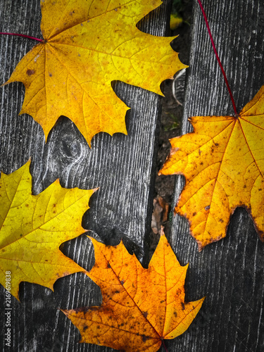 A leaf on wood as a natural background and a symbol of golden autumn.