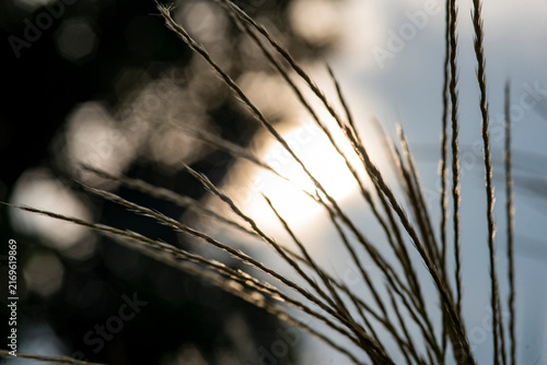 Fotografie 横須賀26822　緒明山公園8　ススキ
