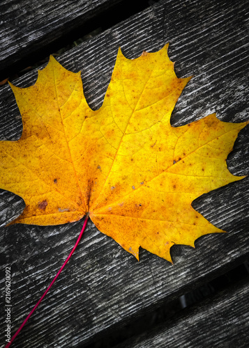 Maple leaf on wood as a natural background and a symbol of golden autumn.